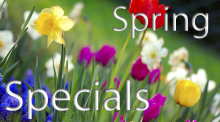 spring-specails
